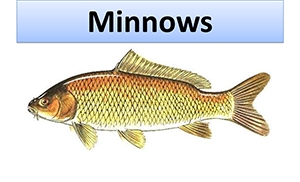 June2016Minnows.PNG