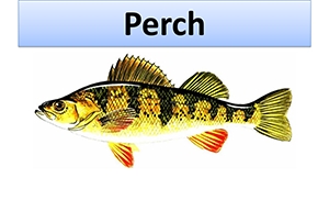 June2016Perch.PNG