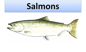 June2016Salmons.PNG