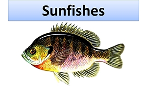 June2016Sunfishes.PNG