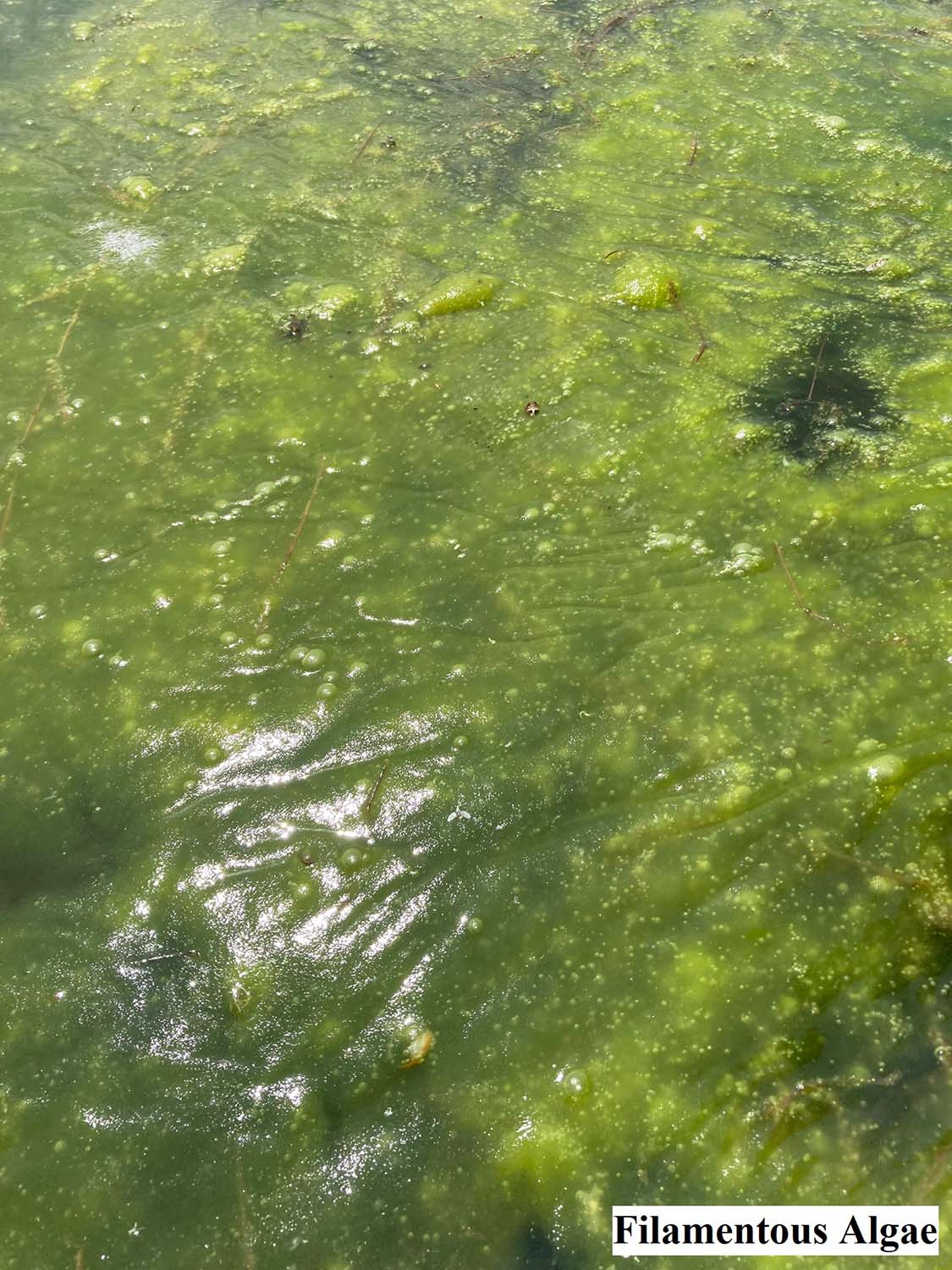 Filamentous Algae