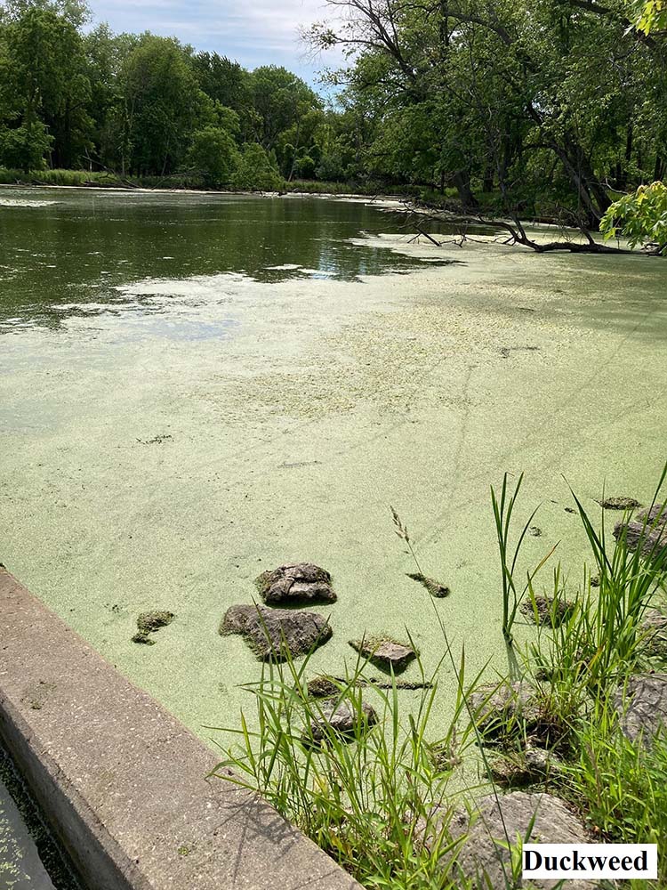 Duckweed