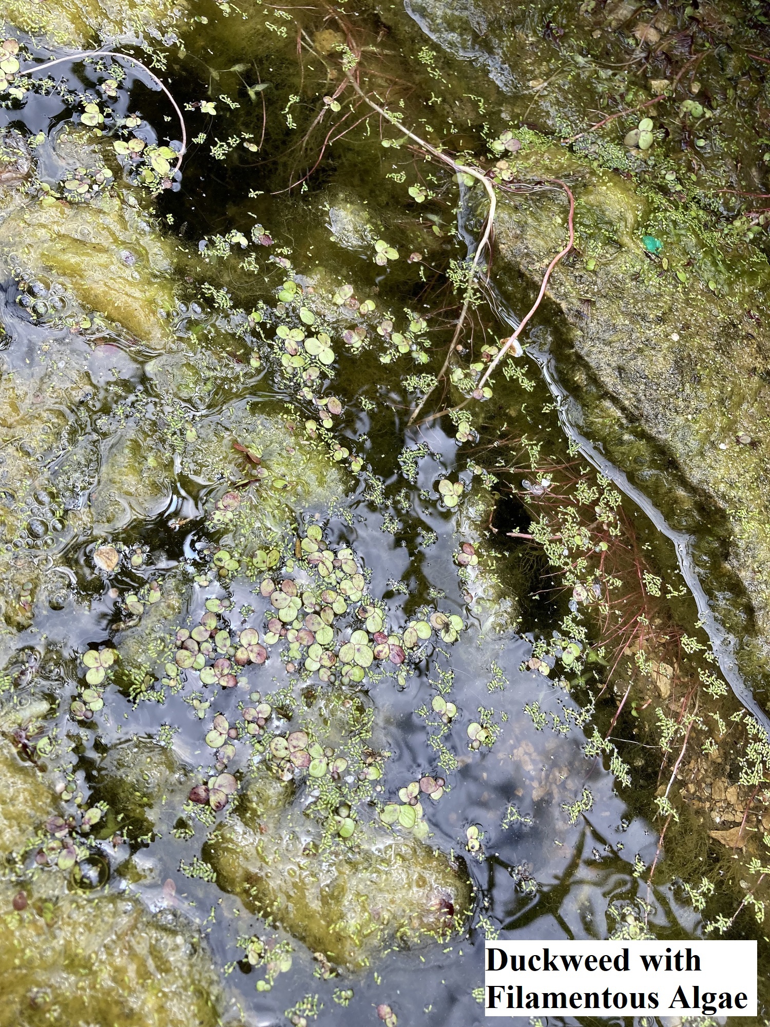 Duckweed with Filamentous Algae