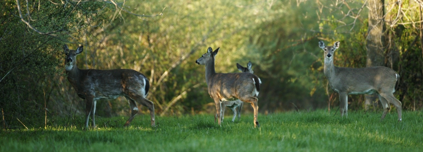 Deer at Lake Springfield