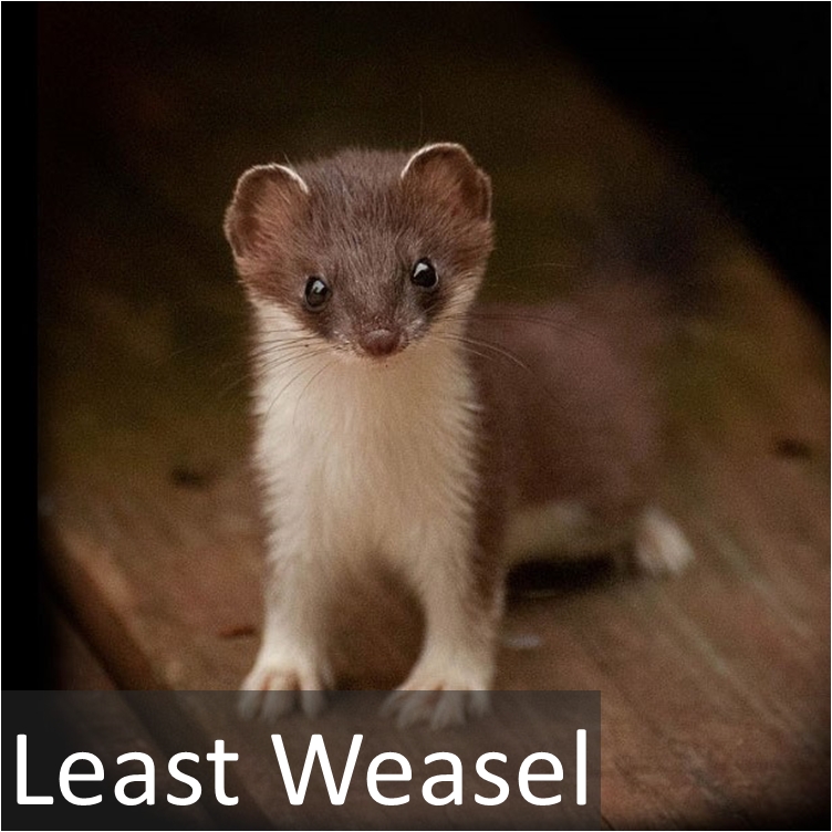 Least Weasel