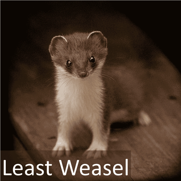 Least Weasel