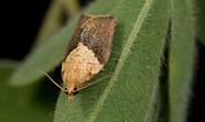 LightBrownAppleMoth