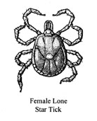 female lone star tick