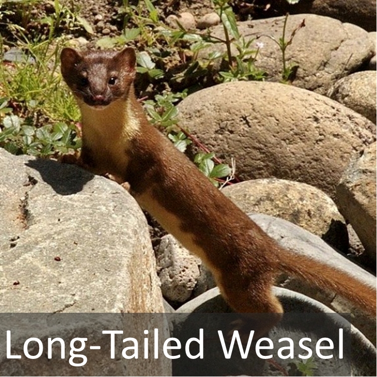 Longtailed Weasel