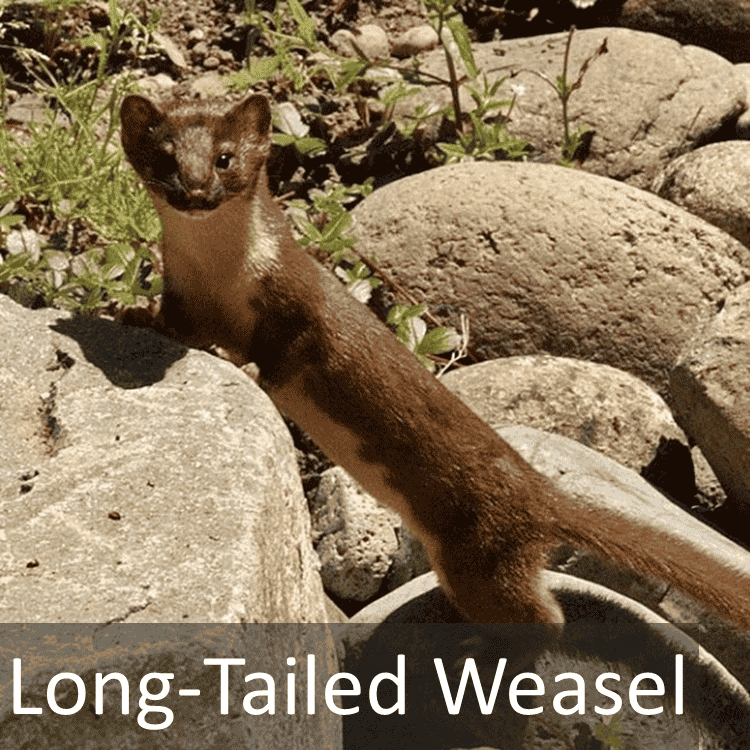 Longtailed Weasel