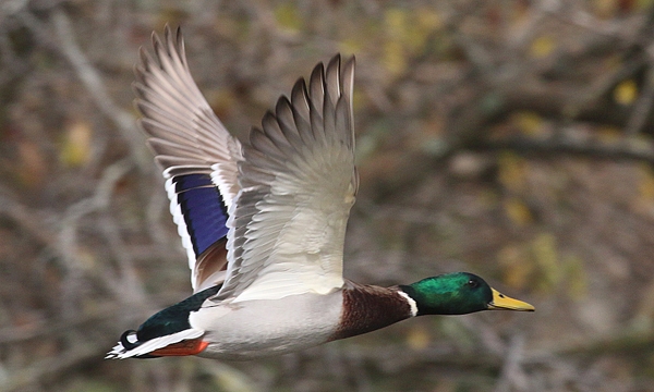 Mallardin in Flight