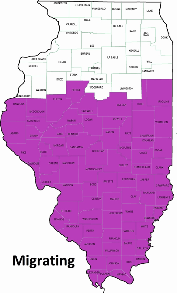 map showing migration through southern two thirds of Illinois