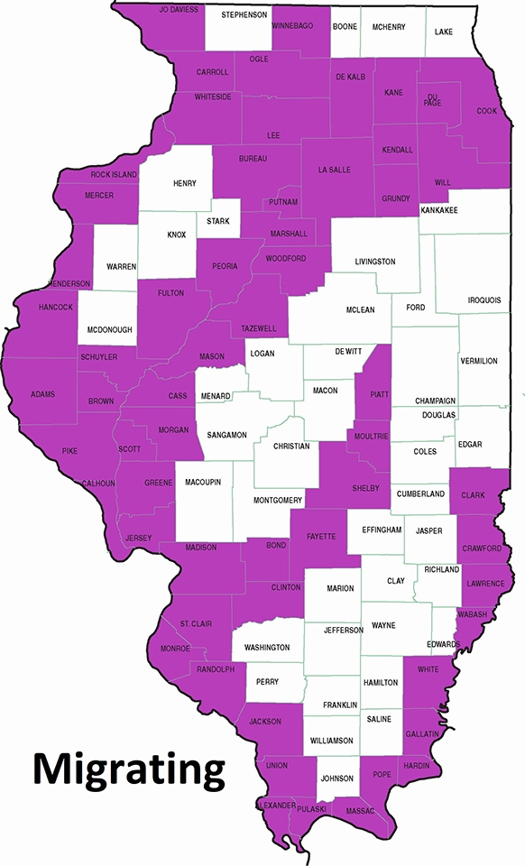 map laughing gull migration routes along major rivers in Illinois