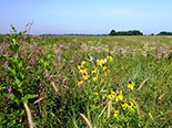 marathon-prairieenhancement