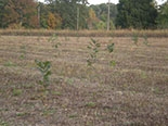 marathon-rpmtreeplanting