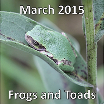 March 2015: Frogs and toads