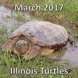 March 2017: Illinois Turtles