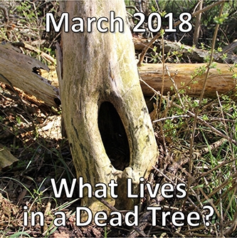 March 2018 - what lives in a dead tree