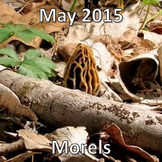 May 2015: Morels