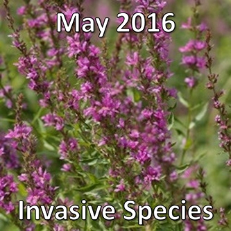 May 2016: Invasive Species