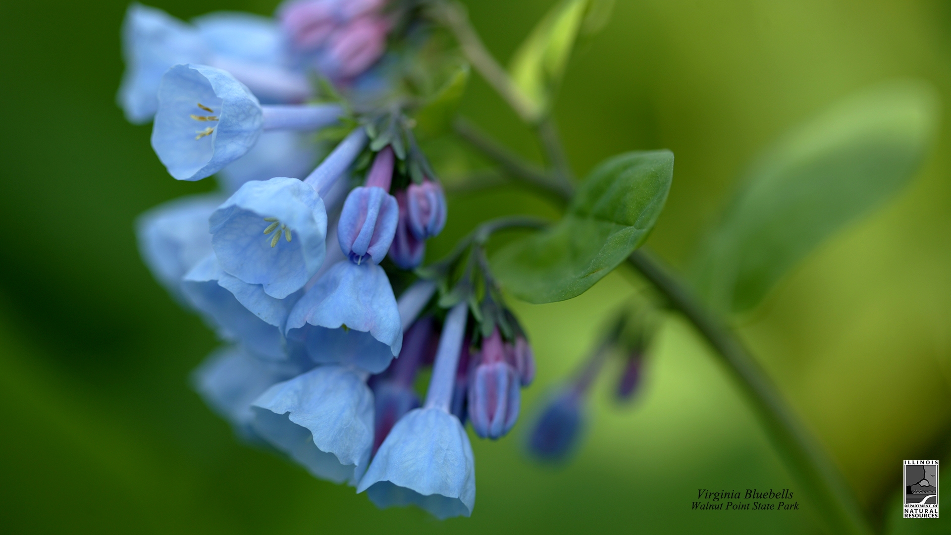 Virginia Bluebells, Walnut Point State Park