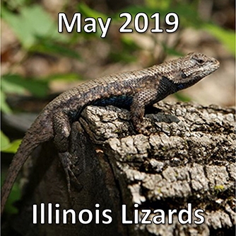 May 2019: Illinois Lizards