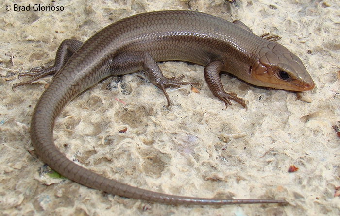 May2019BroadheadedSkink.jpg