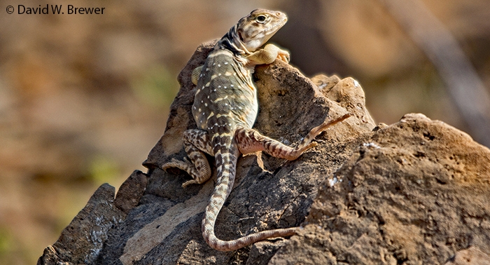 May2019CollaredLizard.jpg