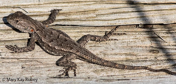 May2019EasternFenceLizard.jpg