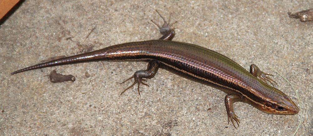 May2019FivelinedSkink.jpg