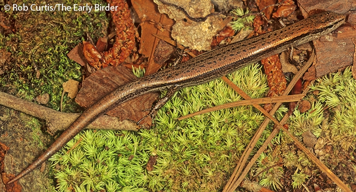 May2019LittleBrownSkink.jpg