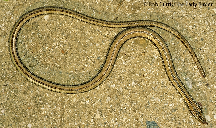 SLENDER GLASS LIZARD (Ophisaurus attenuatus)