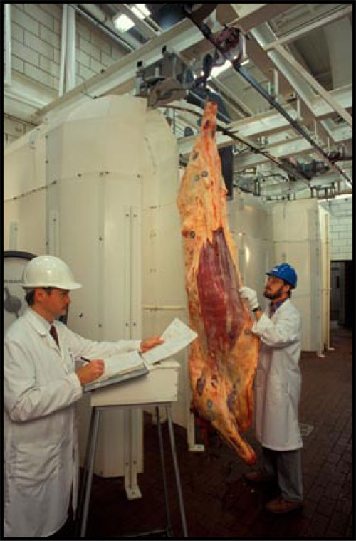 Photo of 2 Meat Inspectors examining a beef carcass