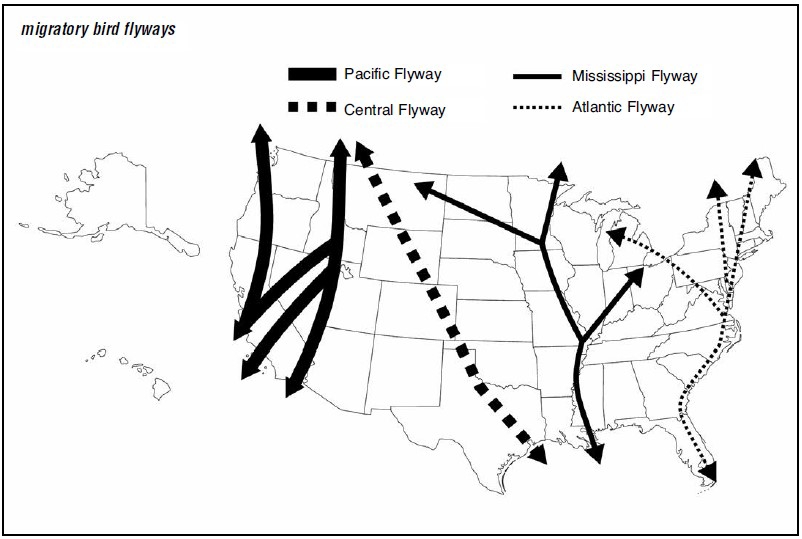 U.S. map showing north to south and south to north migration routes through the United States.