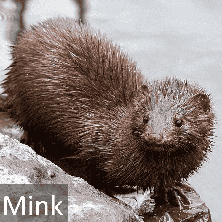 Mink