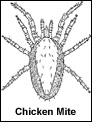 mites4