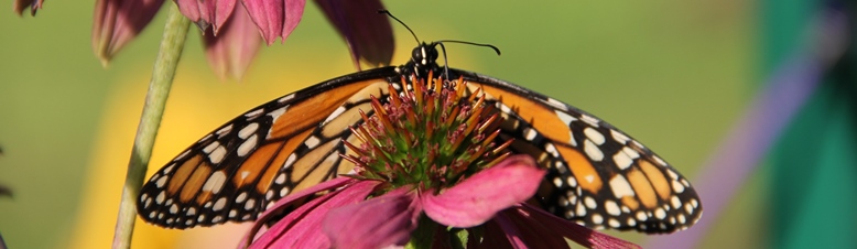 monarch on purple coneflower