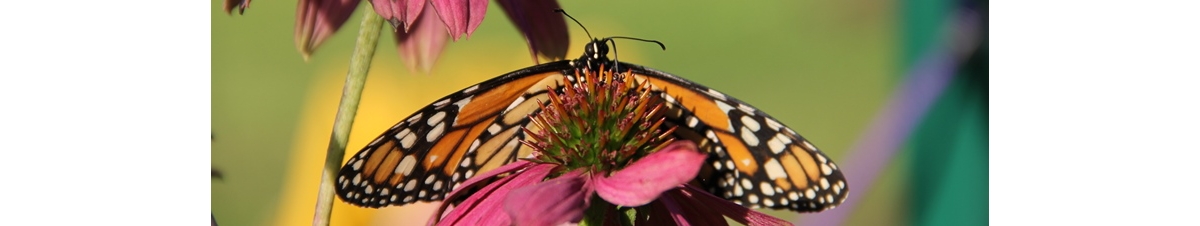 Business grows at new Mexican restaurant with monarch butterflies