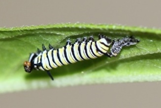 monarch caterpillar