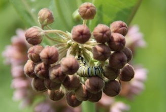 monarch in milkweed