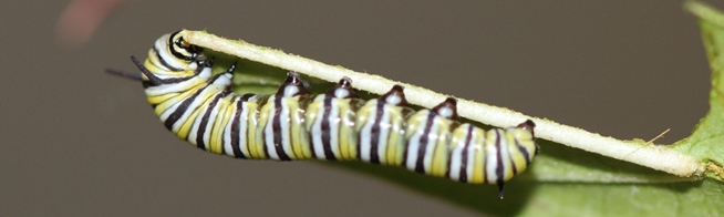 monarch caterpillar