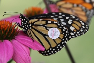 tagged monarch