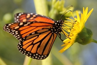 monarch