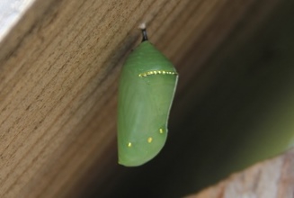 monarch chrysalis