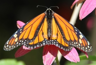 monarch