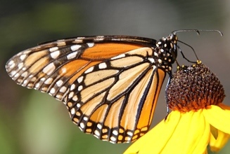 monarch on drooping coneflower