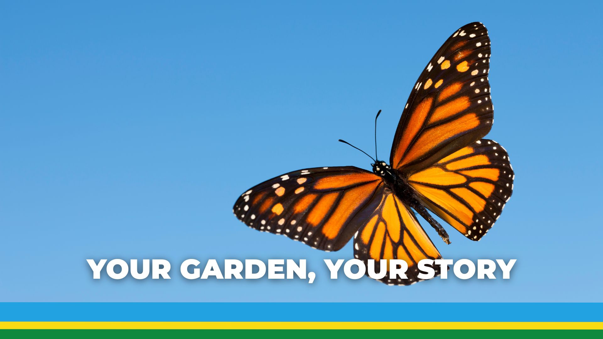 Monarchs Header (Your Garden, Your Story)