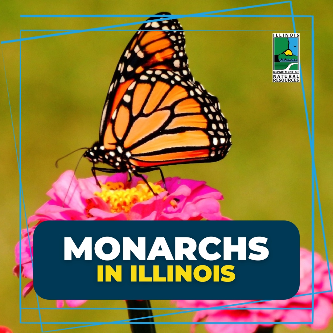 Monarchs in Illinois
