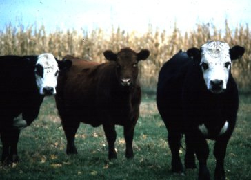 Cows in a field