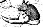 House Mouse